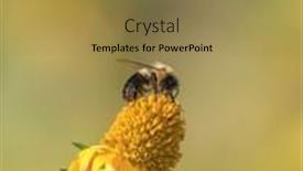  Presentation with honey bee - PPT layouts enhanced with close-up-view-of-honey background and a coral colored foreground