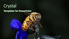  Presentation with honey bee - Slide deck enhanced with close-up-view-of-honey background and a wine colored foreground