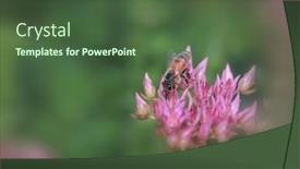  Presentation with honey bee - Slides having close-up-view-of-honey background and a ocean colored foreground