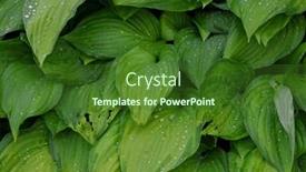  Presentation with water plant - PPT theme consisting of close-up-view-of-hosta background and a  colored foreground