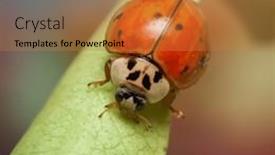  Presentation with plant - Presentation theme enhanced with close-up-view-of-ladybird background and a gold colored foreground