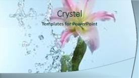 Presentation with water lily - PPT layouts having abstract flowers transparent background - close up view of lily background and a sky blue colored foreground