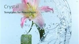  Presentation with water lily - Slides enhanced with close up view of lily background and a sky blue colored foreground