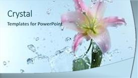  Presentation with water lily - Beautiful theme featuring close up view of lily in water splash backdrop and a sky blue colored foreground