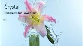  Presentation with water lily - Theme enhanced with close up view of lily in water splash background and a sky blue colored foreground