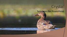  Presentation with duck - Theme having close-up-view-of-mallard background and a violet colored foreground