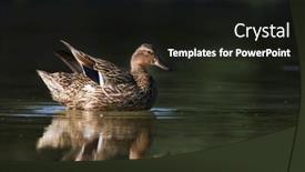  Presentation with duck - PPT layouts having close-up-view-of-mallard background and a wine colored foreground