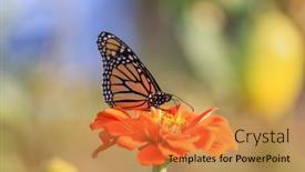  Presentation with monarch butterfly - Theme consisting of close-up-view-of-monarch background and a gold colored foreground