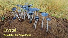  Presentation with south africa - Presentation design consisting of close-up-view-of-mushrooms background and a tawny brown colored foreground