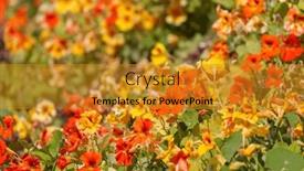  Presentation with purpose - PPT layouts with close-up-view-of-nasturtium background and a gold colored foreground