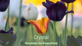  Presentation with tulip - Presentation design having close-up-view-of-orange background and a ocean colored foreground