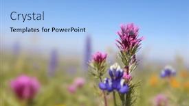  Presentation with wildflower meadow - Presentation theme with close-up-view-of-owl background and a light blue colored foreground