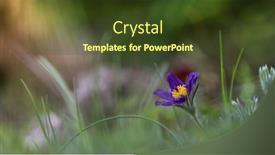  Presentation with wildflower field - Presentation having close-up-view-of-pasque background and a tawny brown colored foreground