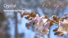  Presentation with branch - Presentation theme featuring close-up-view-of-paulownia background and a seafoam green colored foreground