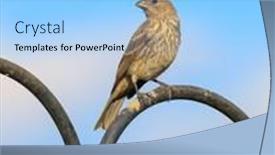  Presentation with pine - Theme featuring close-up-view-of-pine background and a light blue colored foreground