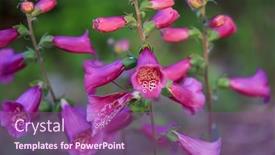  Presentation with pink flowers - PPT theme featuring close-up-view-of-pink background and a violet colored foreground