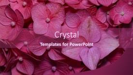  Presentation with hydrangea - Slide set consisting of close-up-view-of-pink background and a  colored foreground