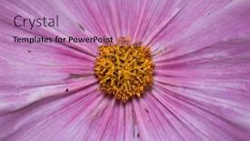  Presentation with cosmos - Theme having close-up-view-of-pink background and a coral colored foreground