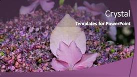  Presentation with hydrangea - Slide set consisting of close-up-view-of-pink background and a  colored foreground