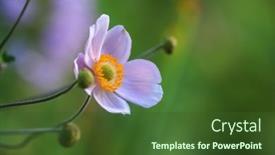  Presentation with japanese - PPT layouts enhanced with close-up-view-of-pink background and a  colored foreground