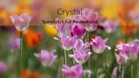  Presentation with tulip - 