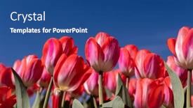  Presentation with blue tulip - Presentation design enhanced with close-up-view-of-pink background and a ocean colored foreground