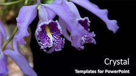  Presentation with purple flowers and oils - Presentation featuring close-up-view-of-purple background and a black colored foreground