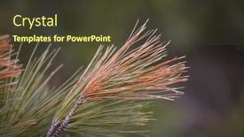  Presentation with needles - Theme consisting of close-up-view-of-red background and a tawny brown colored foreground