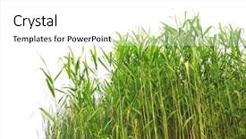  Presentation with water - Slide deck featuring close-up view of reed background and a white colored foreground