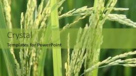  Presentation with rice field - Slides enhanced with close-up-view-of-rice background and a yellow colored foreground