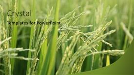  Presentation with rice field - Slide set featuring close-up-view-of-rice background and a yellow colored foreground