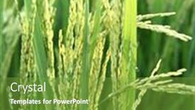  Presentation with rice field - Presentation design having close-up-view-of-rice background and a tawny brown colored foreground