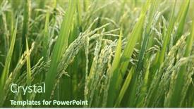  Presentation with rice field - Slide set consisting of close-up-view-of-rice background and a tawny brown colored foreground
