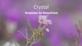  Presentation with apricot - Theme consisting of close-up-view-of-rosy background and a coral colored foreground