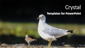  Presentation with sea shore - Slides having close-up-view-of-sea background and a  colored foreground