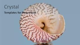  Presentation with sea shell - PPT layouts having close-up-view-of-sea background and a light blue colored foreground