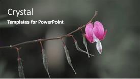  Presentation with planting seed in heart - Theme featuring close-up-view-of-single background and a dark gray colored foreground