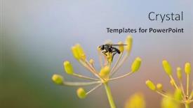  Presentation with fly - PPT layouts having close-up-view-of-single and a light blue colored foreground