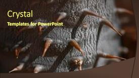  Presentation with cactus - Slide set consisting of close-up-view-of-spikes background and a tawny brown colored foreground