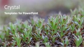  Presentation with succulent - Presentation theme featuring close-up-view-of-succulent background and a gray colored foreground