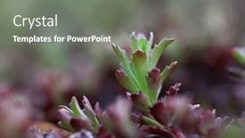  Presentation with succulent - Presentation design consisting of close-up-view-of-succulent background and a gray colored foreground
