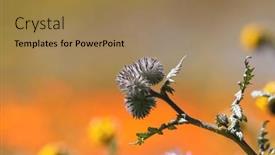  Presentation with thistle - Presentation theme with close-up-view-of-thistle background and a coral colored foreground