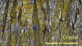  Presentation with lichen - Presentation theme having close-up-view-of-tree background and a  colored foreground