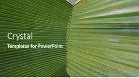  Presentation with palm leaves - Slide set featuring close-up-view-of-two background and a tawny brown colored foreground