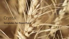  Presentation with wheat - PPT theme with close-up-view-of-wheat background and a  colored foreground