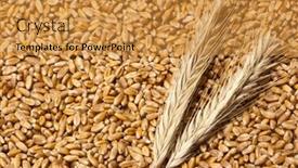  Presentation with ears - PPT theme featuring close-up view of wheat ears with seeds background and a gold colored foreground