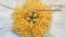  Presentation with peony flower - Theme having close-up-view-of-white background and a  colored foreground