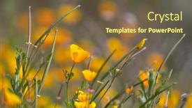  Presentation with poppy - Slide set enhanced with close-up-view-of-wild background and a  colored foreground