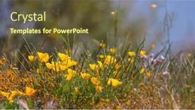  Presentation with golden - PPT layouts with close-up-view-of-wild background and a  colored foreground