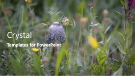 Presentation with mushroom - Presentation featuring close-up-view-of-wild background and a gray colored foreground